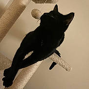 Tito joined the competition — help win amazing prizes! cat, black_cat, cat_tree, toy, stretching, indoor, pet, feline, animal, playful, scratching_post, fur, whiskers, ears, tail, paws, claws, home, relaxed, curious