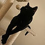 cat, black_cat, cat_tree, toy, stretching, indoor, pet, feline, animal, playful, scratching_post, fur, whiskers, ears, tail, paws, claws, home, relaxed, curious