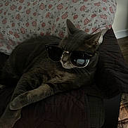 Bailey is registered to the contest to win money with this photo: cat, gray_cat, sunglasses, lounging, indoor, pillow, floral_pattern, quilt, furniture, pet, relaxed, animal, whiskers, ears, bedroom, domestic_cat, cute, resting, cool, shades
