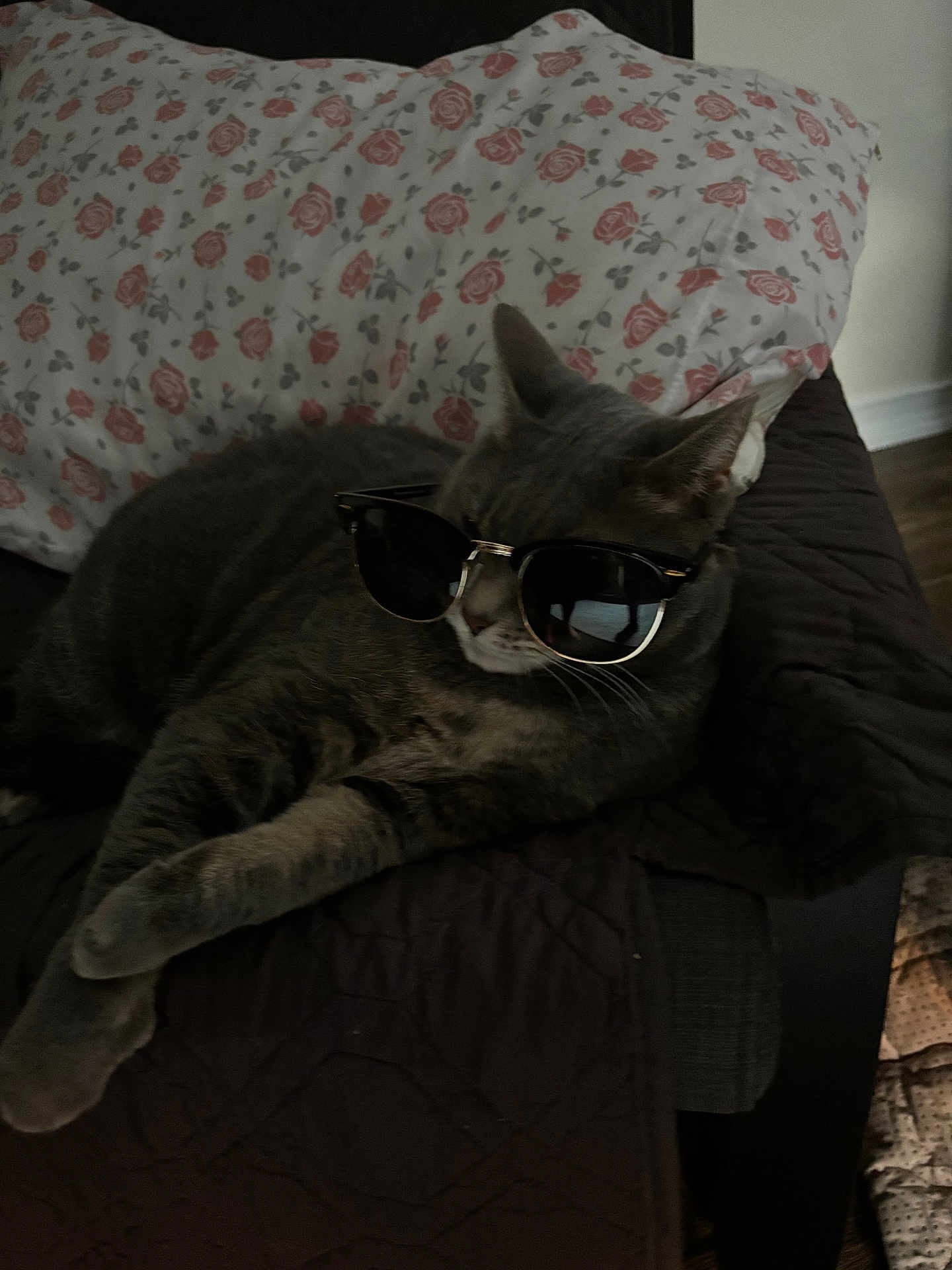 Bailey is registered to the contest to win money with this photo: cat, gray_cat, sunglasses, lounging, indoor, pillow, floral_pattern, quilt, furniture, pet, relaxed, animal, whiskers, ears, bedroom, domestic_cat, cute, resting, cool, shades