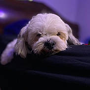 Buddy joined the competition — help win amazing prizes! dog, sleeping, white_dog, fluffy, pet, indoors, close_up, resting, cozy, purple_light, soft_focus, animal, cute, domestic_animal, fur, calm, peaceful, portrait, companion, relaxation