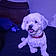 Buddy