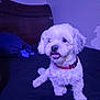 Buddy joined the competition — help win amazing prizes! dog, pet, white_dog, small_dog, bed, collar, indoor, happy, sitting, fur, animal, cute, portrait, canine, looking_away, furniture, cozy, purple_light, smiling, domestic