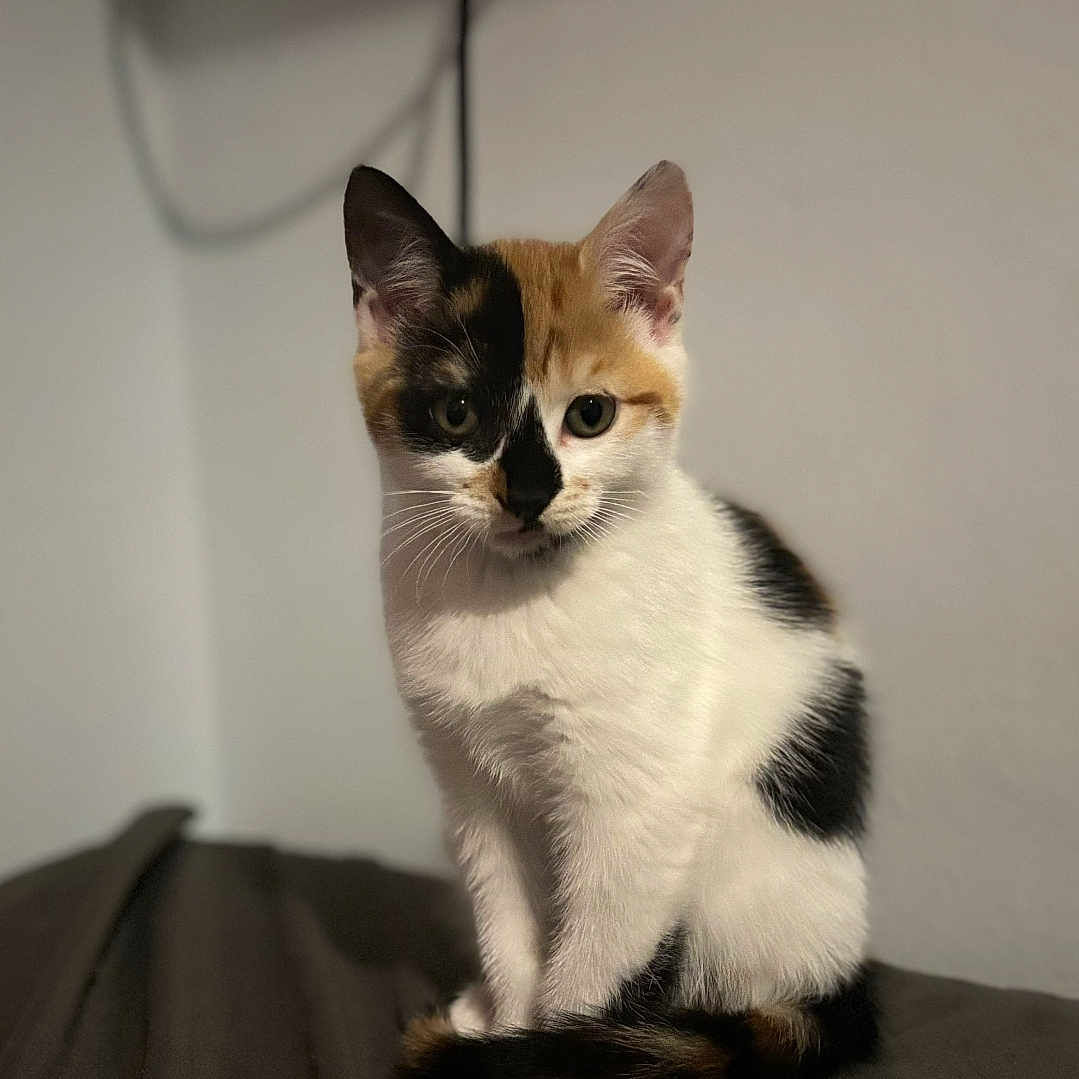 Smores is registered to the contest to win money with this photo: animal, black, blurred_background, calico, cat, closeup, curious, cute, feline, fur, indoor, kitten, orange, pet, portrait, sitting, soft, whiskers, white, young