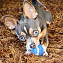 dog, puppy, toy, blue_ball, carpet, brown_carpet, small_dog, cute, pet, playful, indoor, animal, ears, eyes, mouth, nose, fur, closeup, lying_down, chewing