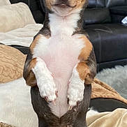 Vayda Star is registered to the contest to win money with this photo: dog, small_dog, chihuahua, sitting, blanket, cozy, indoor, living_room, couch, fur, ears, curious, pet, animal, cute, portrait, brown, white, black, nose