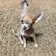 Crespo is registered to the contest to win money with this photo: dog, chihuahua, puppy, small_dog, pet, cute, big_eyes, ears, carpet, brown_carpet, indoor, portrait, sitting, toy, tiny, fur, paws, companion, looking_up, shallow_depth_of_field