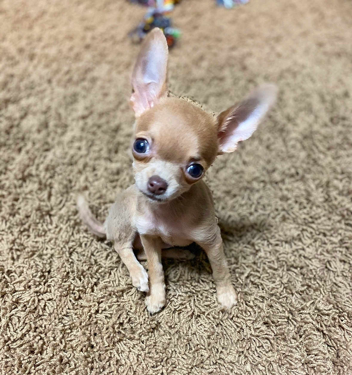 Crespo is registered to the contest to win money with this photo: dog, chihuahua, puppy, small_dog, pet, cute, big_eyes, ears, carpet, brown_carpet, indoor, portrait, sitting, toy, tiny, fur, paws, companion, looking_up, shallow_depth_of_field