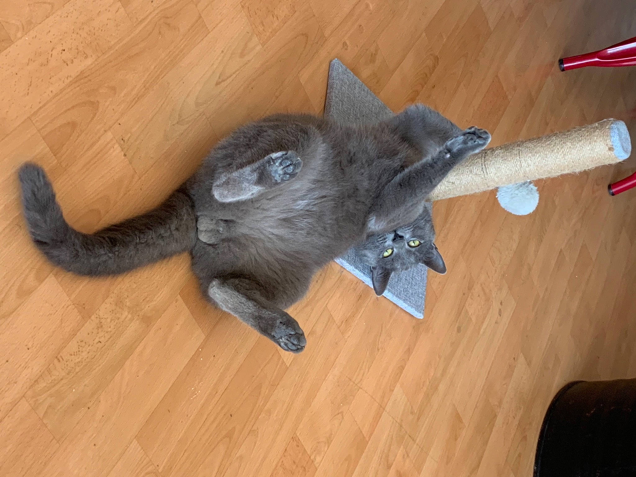 Tokyo a rejoint le concours — aidez-le/la à gagner de superbes lots ! carnivore, cat, cat_toy, claw, domestic_short_haired_cat, fawn, felidae, floor, flooring, foot, fur, hardwood, russian_blue, small_to_medium_sized_cats, snout, tail, whiskers, wood, wood_flooring, wood_stain