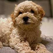 Lucky joined the competition — help win amazing prizes! puppy, dog, curly_fur, bed, indoor, close_up, pet, cute, animal, fluffy, relaxed, lying_down, soft_light, focus, portrait, mammal, young, furry, domestic_animal, adorable