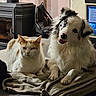 cat, dog, indoor, blanket, wood_stove, backpack, furniture, pet, resting, orange_cat, white_cat, black_and_white_dog, blue_eyes, cozy, domestic_animals, living_room, relaxed, companion, home, animals