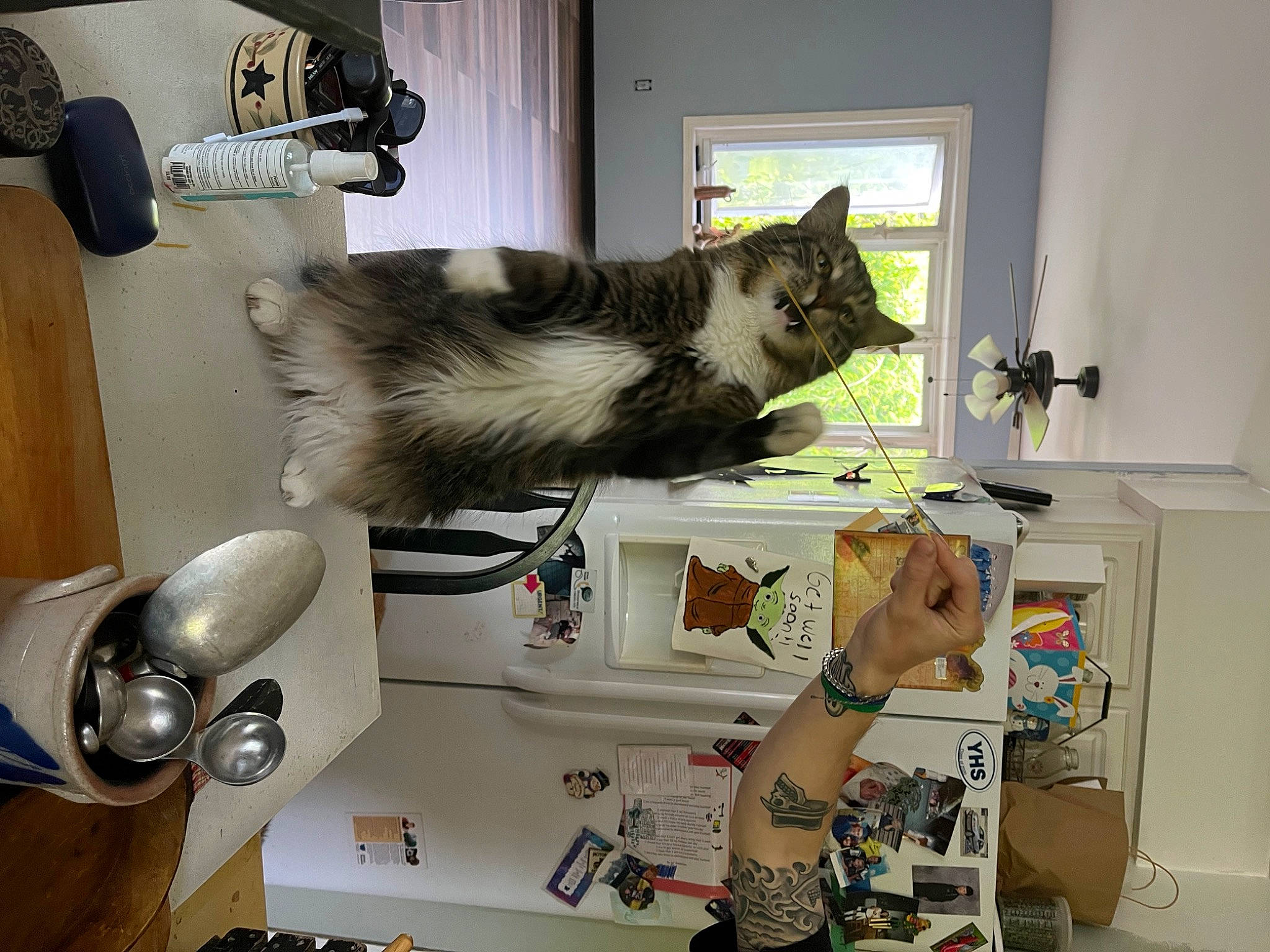 Benny joined the competition — help win amazing prizes! carnivore, cat, comfort, domestic_short_haired_cat, felidae, fur, home_appliance, major_appliance, room, shelf, shelving, small_to_medium_sized_cats, table, tail, whiskers, window