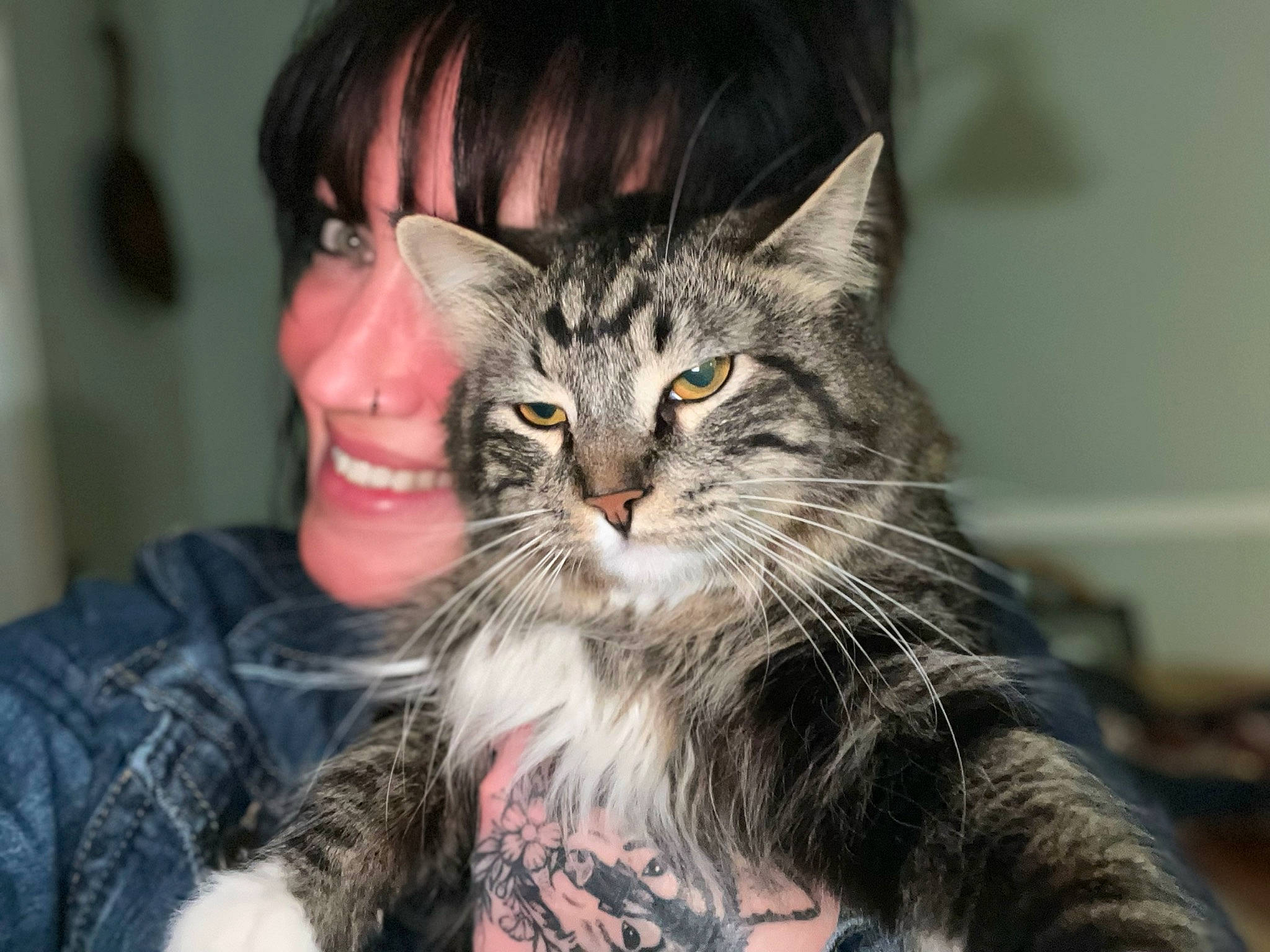 Benny joined the competition — help win amazing prizes! carnivore, cat, claw, domestic_short_haired_cat, eye, felidae, fur, hair, maine_coon, paw, small_to_medium_sized_cats, smile, snout, tree, whiskers