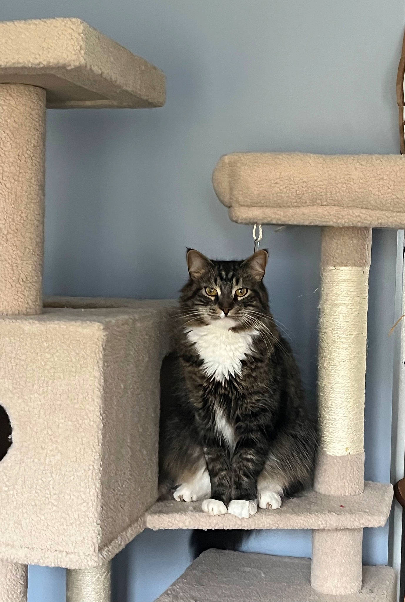 Benny is registered to the contest to win money with this photo: bench, bookcase, carnivore, cat, cat_supply, drawer, felidae, grey, hardwood, rectangle, room, shelf, shelving, small_to_medium_sized_cats, tail, tree, wall, whiskers, window, wood