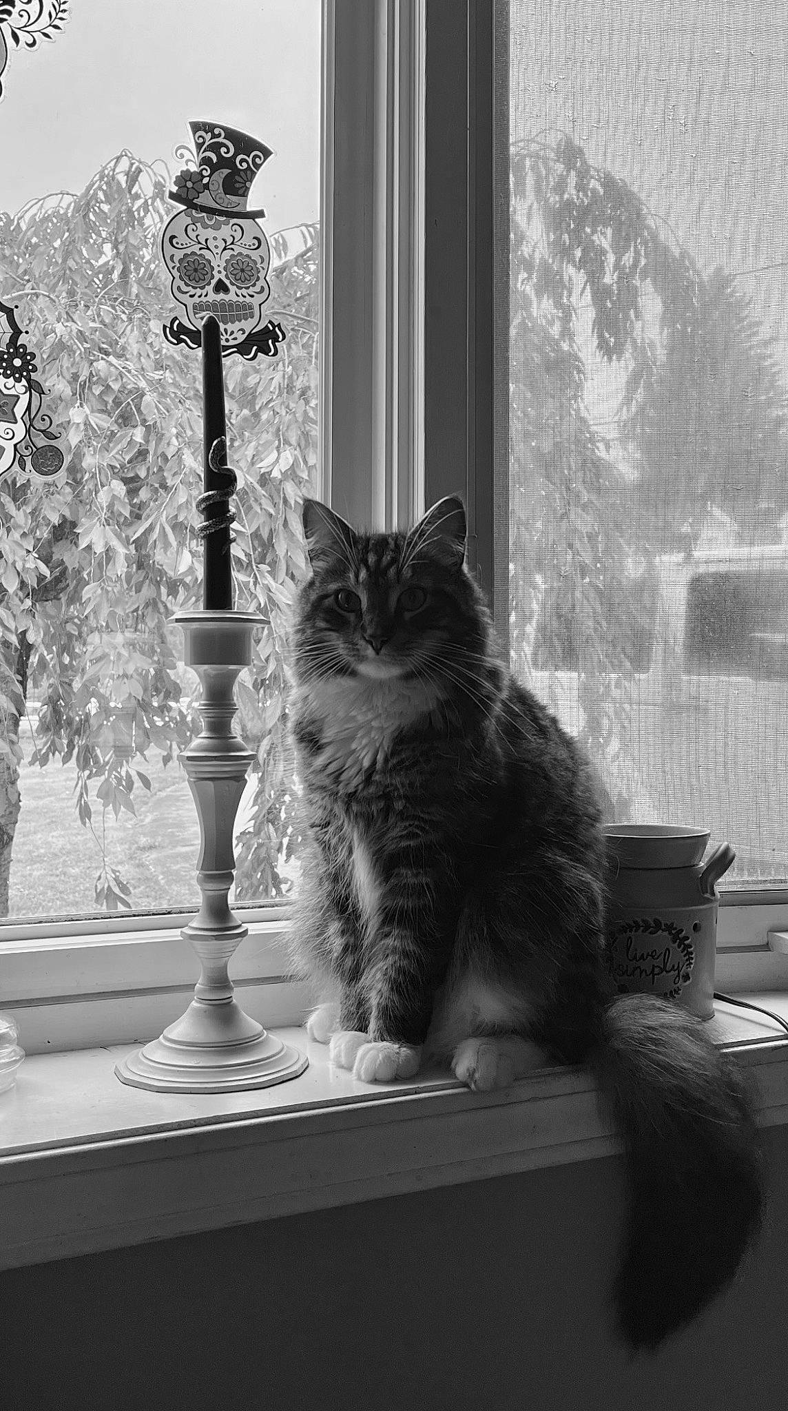 Benny is registered to the contest to win money with this photo: black, black_and_white, carnivore, cat, comfort, felidae, glass, grey, monochrome, monochrome_photography, plant, small_to_medium_sized_cats, style, tail, tints_and_shades, tree, whiskers, white, window, wood