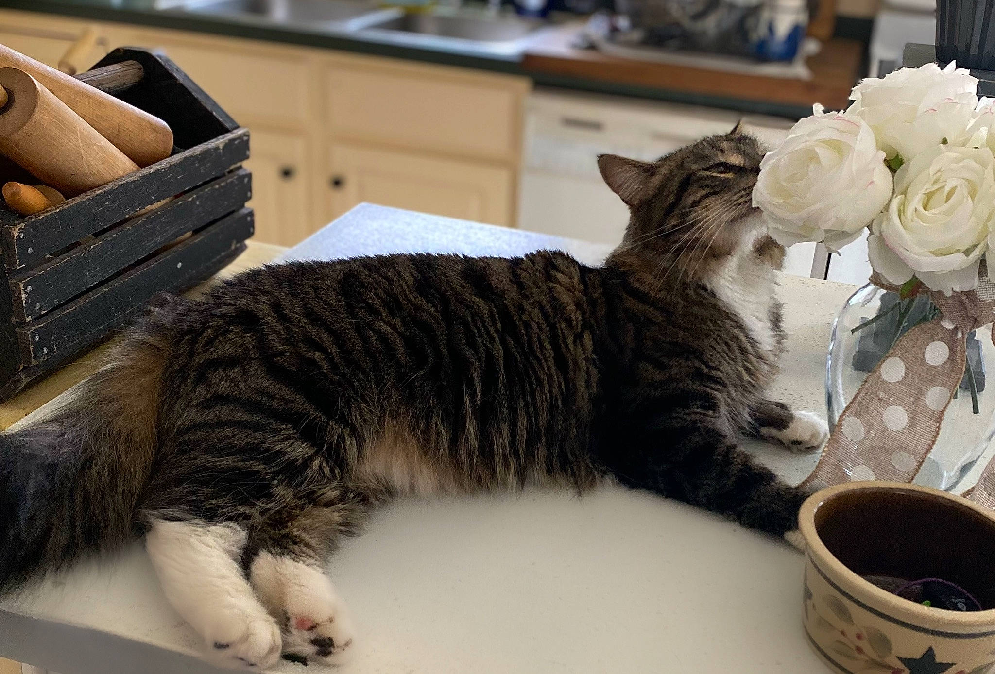 Benny is registered to the contest to win money with this photo: carnivore, cat, claw, cup, domestic_short_haired_cat, felidae, flower, fur, paw, plant, porcelain, room, rose, rose_family, rose_order, serveware, small_to_medium_sized_cats, tail, whiskers, wood