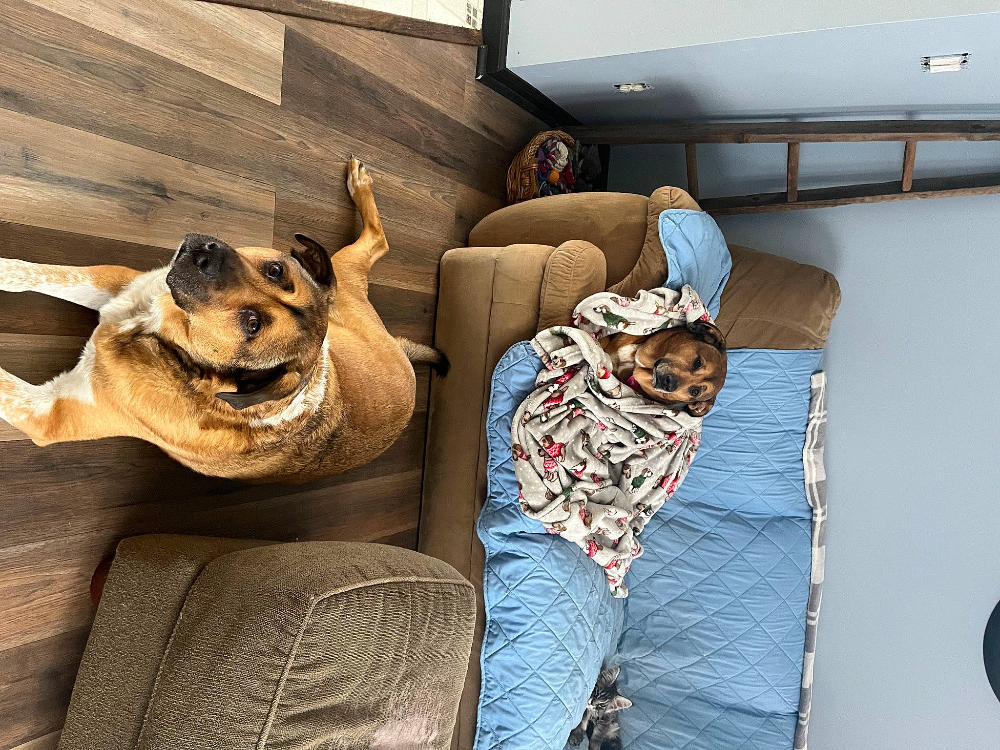 Junior joined the competition — help win amazing prizes! carnivore, comfort, companion_dog, couch, dog, dog_breed, fawn, felidae, flooring, fur, guard_dog, interior_design, living_room, luxury_vehicle, room, sitting, sofa_bed, sporting_group, window, wood