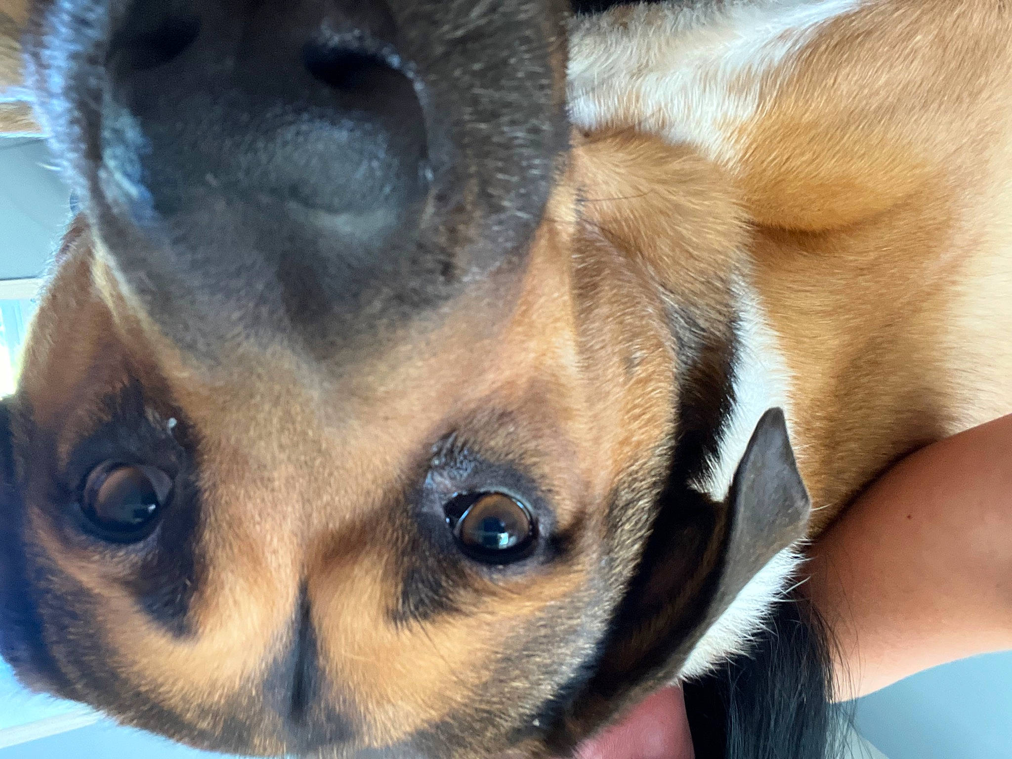 Junior is registered to the contest to win money with this photo: canidae, carnivore, close_up, collar, companion_dog, dog, dog_breed, ear, eye, fawn, fur, guard_dog, mammal, puppy, snout, sporting_group, terrestrial_animal, toy_dog, whiskers, working_animal