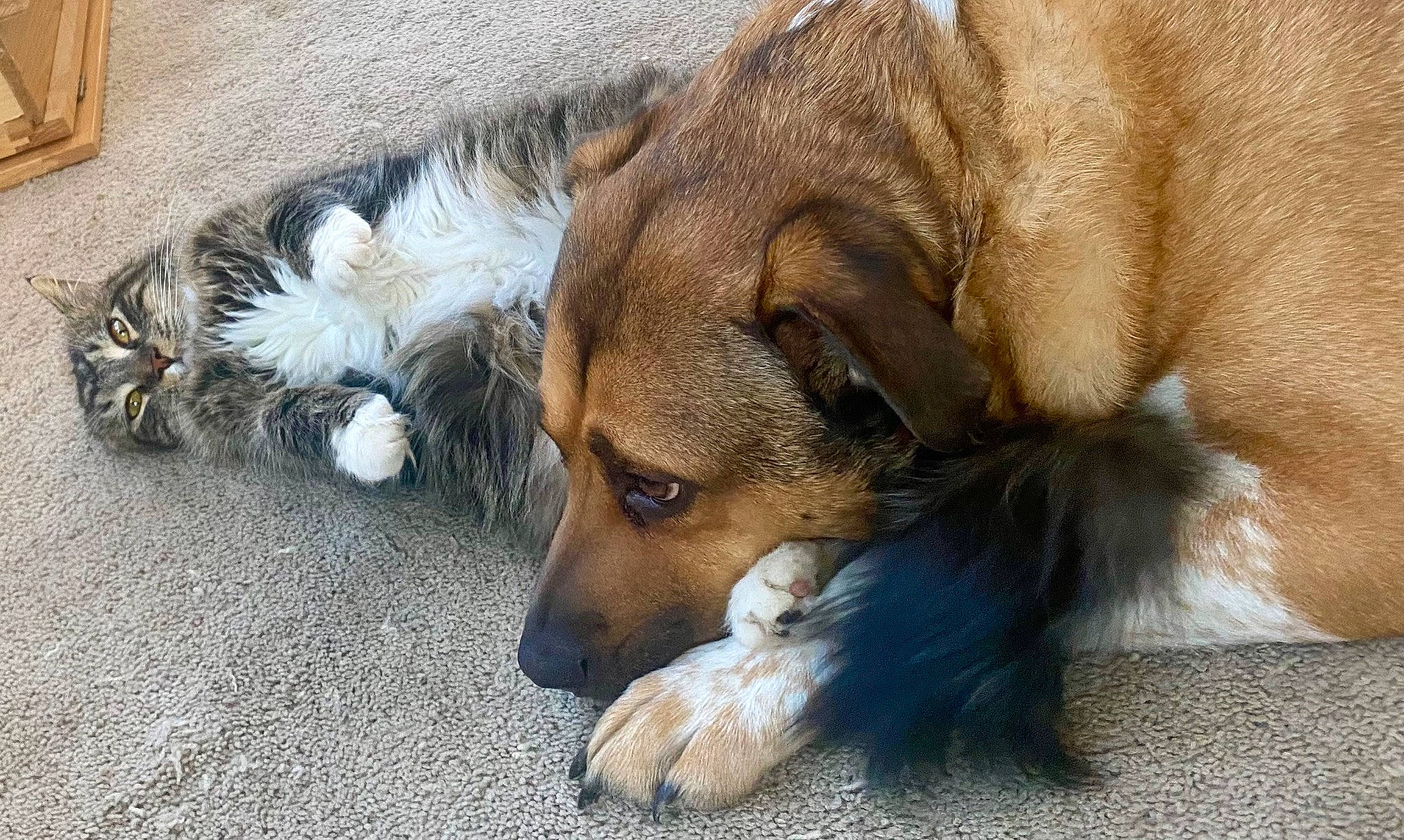 Junior is registered to the contest to win money with this photo: ancient_dog_breeds, canidae, carnivore, companion_dog, dog, dog_breed, fawn, flooring, fur, paw, snout, sporting_group, street_dog, terrestrial_animal, whiskers, working_animal, working_dog