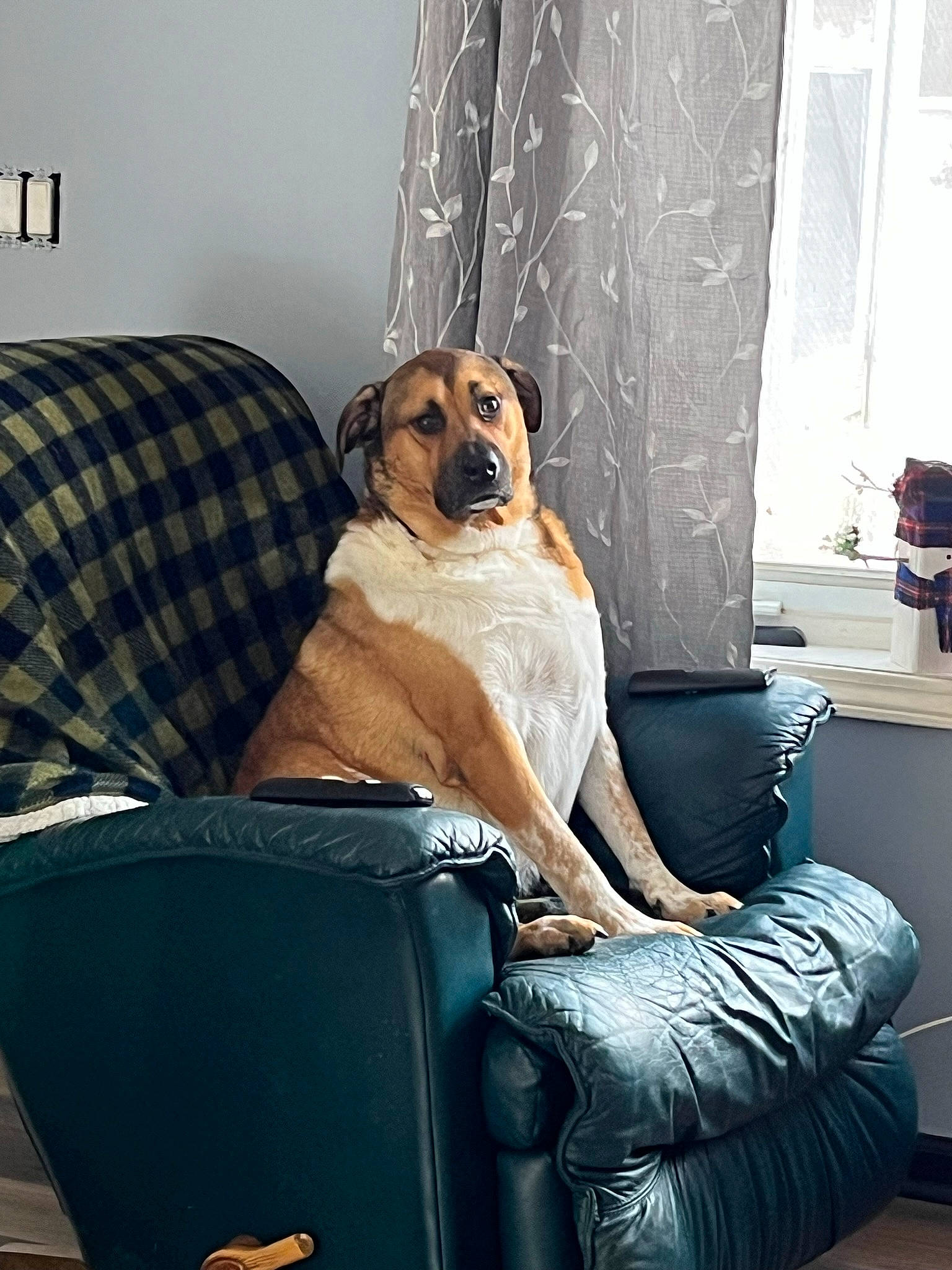 Junior joined the competition — help win amazing prizes! carnivore, club_chair, comfort, companion_dog, couch, curtain, dog, dog_breed, door, fawn, floor, flooring, hardwood, interior_design, living_room, sitting, sporting_group, studio_couch, toy_dog, working_animal