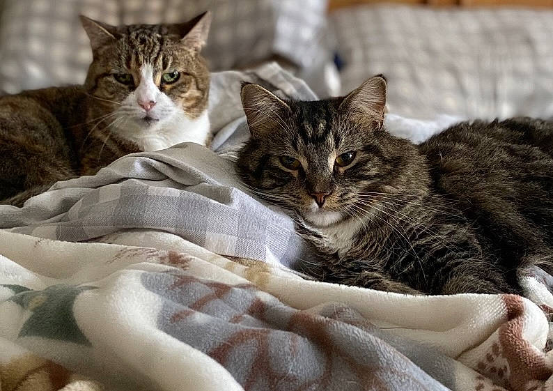 Isabella joined the competition — help win amazing prizes! bed, bed_sheet, bedding, carnivore, cat, claw, comfort, domestic_short_haired_cat, felidae, fur, linens, mammal, nap, paw, small_to_medium_sized_cats, snout, terrestrial_animal, tree, vertebrate, whiskers