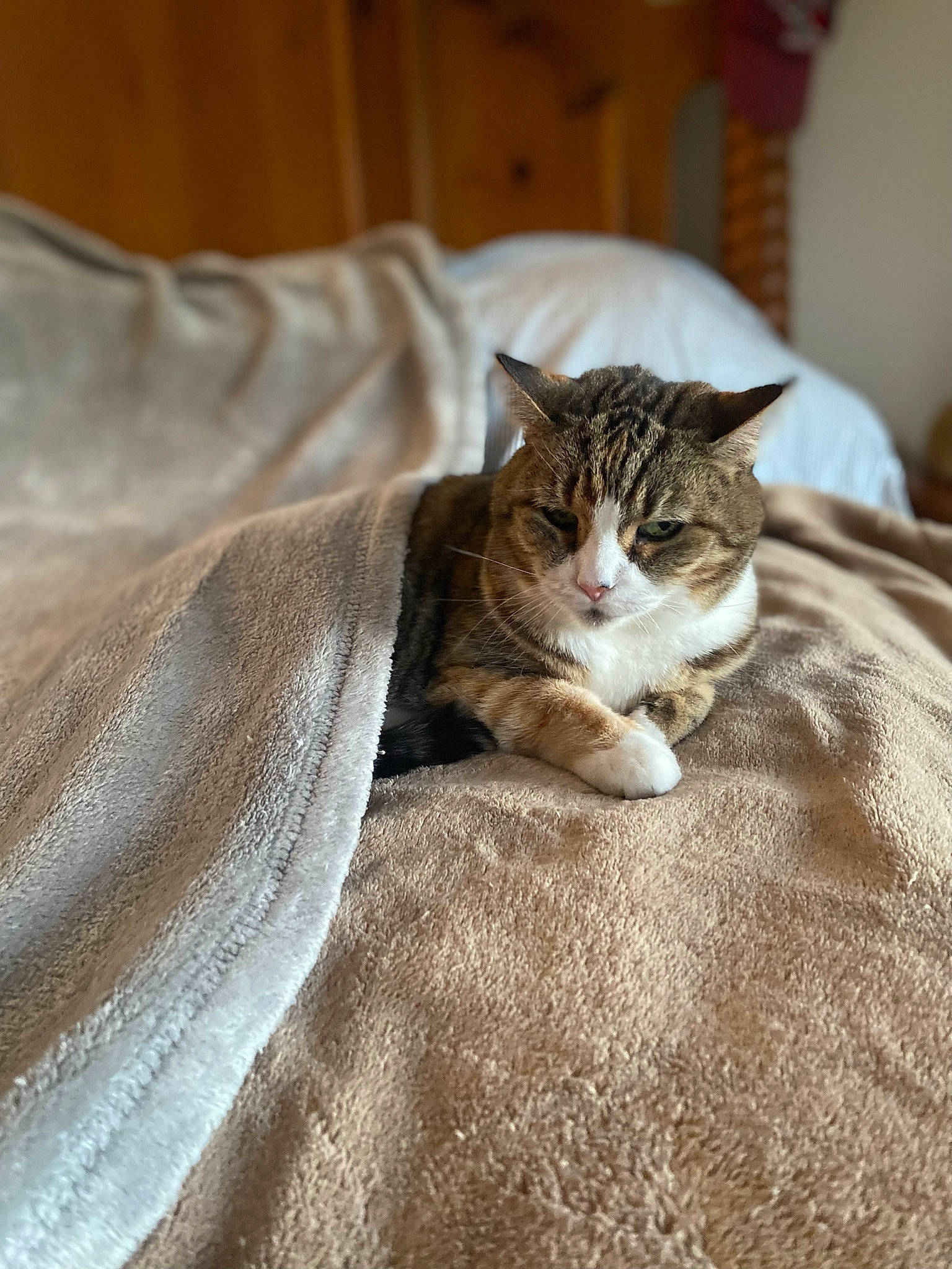 Isabella is registered to the contest to win money with this photo: bed, bedding, blanket, brown, carnivore, cat, comfort, domestic_short_haired_cat, door, duvet, felidae, flooring, fur, linens, sleeve, small_to_medium_sized_cats, tail, terrestrial_animal, whiskers, wood