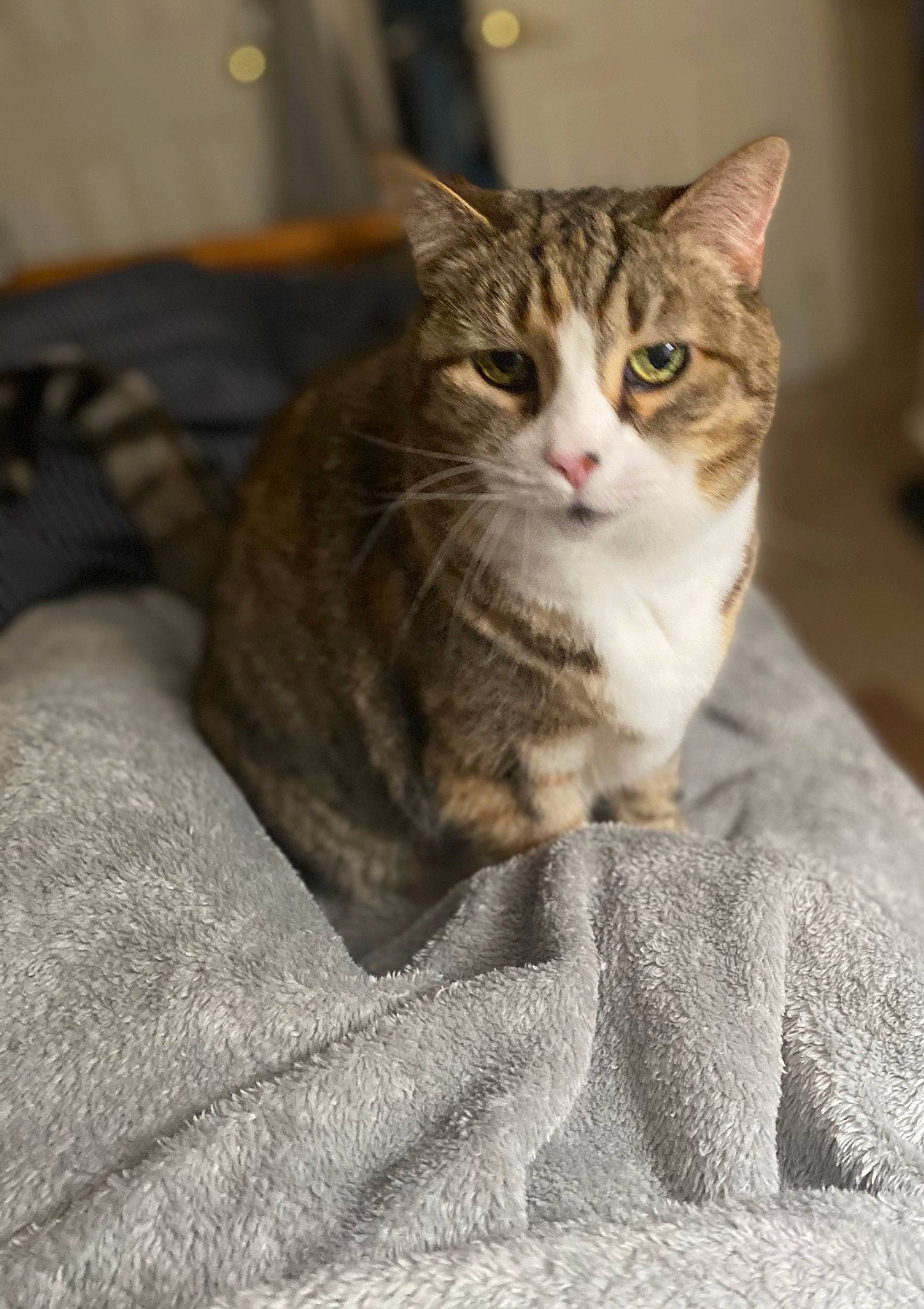 Isabella joined the competition — help win amazing prizes! carnivore, cat, claw, comfort, domestic_short_haired_cat, felidae, fur, grey, paw, sitting, small_to_medium_sized_cats, snout, tail, terrestrial_animal, tree, whiskers