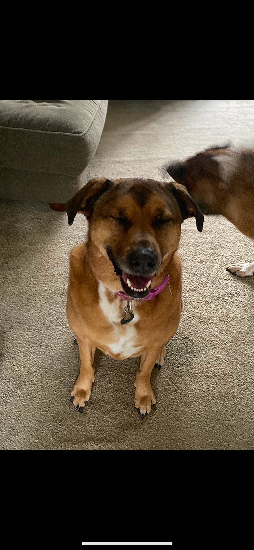 Amy is registered to the contest to win money with this photo: canidae, carnivore, collar, companion_dog, couch, dog, dog_breed, dog_collar, fawn, flooring, fur, guard_dog, leash, non_sporting_group, paw, sporting_group, street_dog, whiskers, working_animal, working_dog