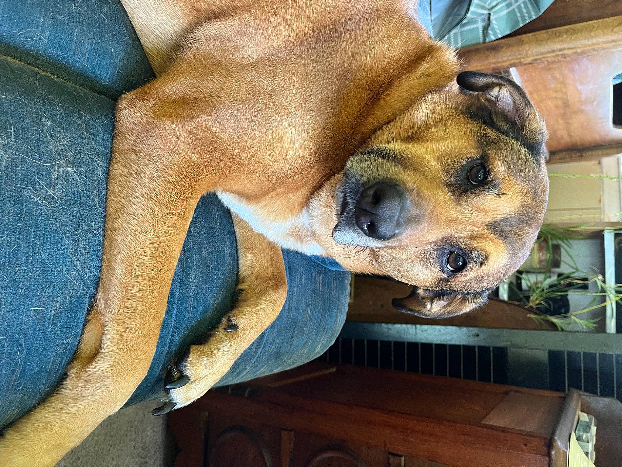 Amy is registered to the contest to win money with this photo: bored, canidae, carnivore, comfort, companion_dog, dog, dog_breed, electric_blue, fawn, fur, great_dane, non_sporting_group, paw, snout, sporting_group, terrestrial_animal, whiskers, window, wood, working_animal