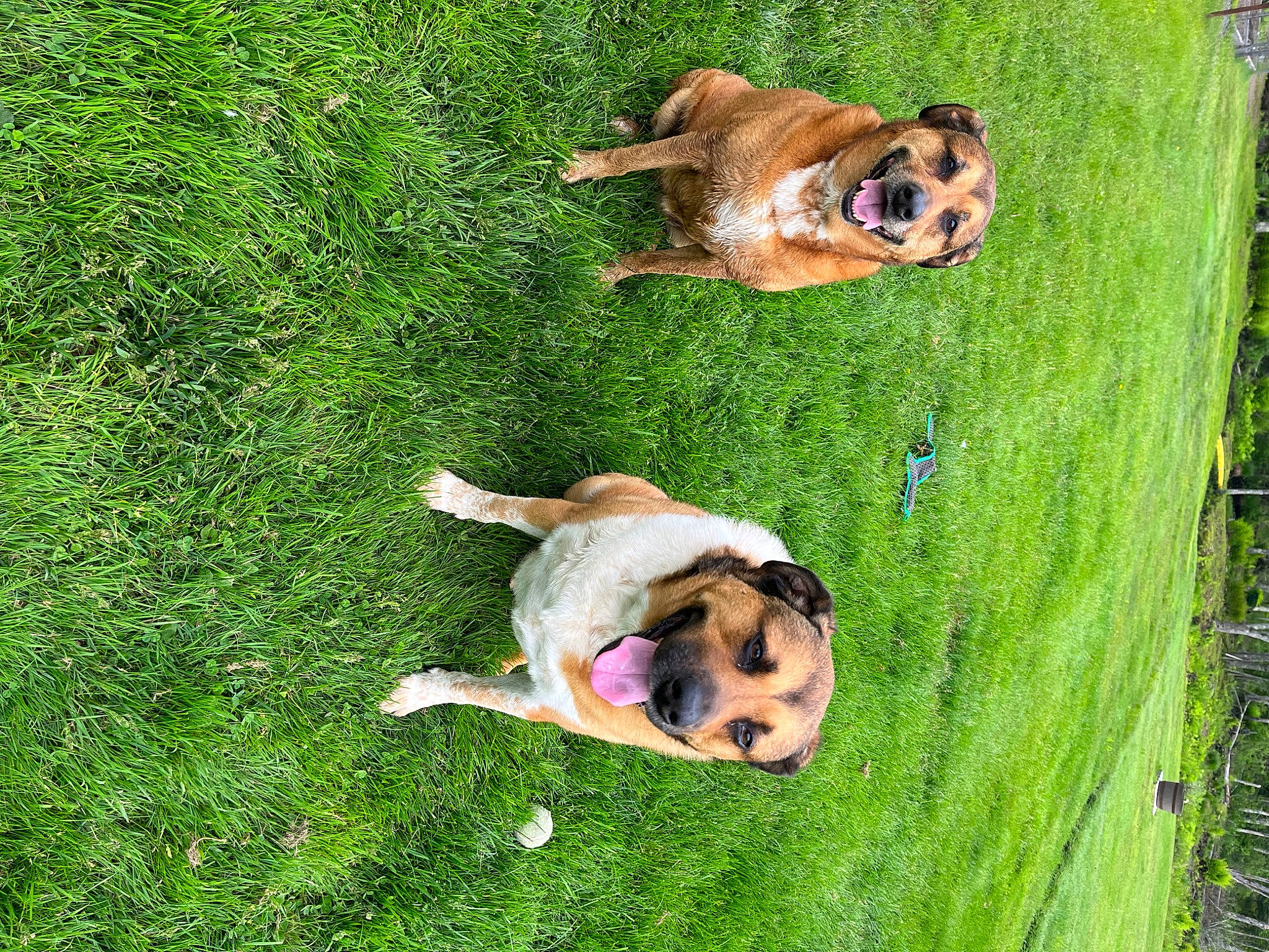 Amy is registered to the contest to win money with this photo: art, canidae, carnivore, companion_dog, dog, dog_breed, fawn, grass, grassland, green, lawn, leisure, pasture, people_in_nature, plant, snout, sporting_group, tail, terrestrial_animal, working_animal