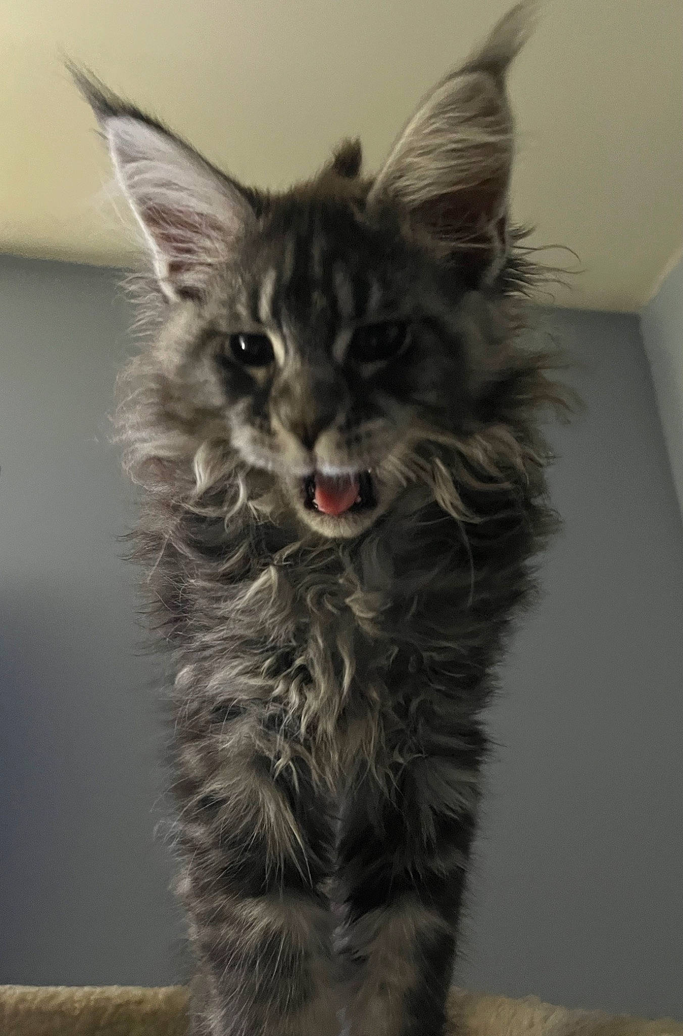 Loki joined the competition — help win amazing prizes! carnivore, cat, claw, domestic_short_haired_cat, fang, felidae, fur, maine_coon, small_to_medium_sized_cats, tail, terrestrial_animal, whiskers, wildlife