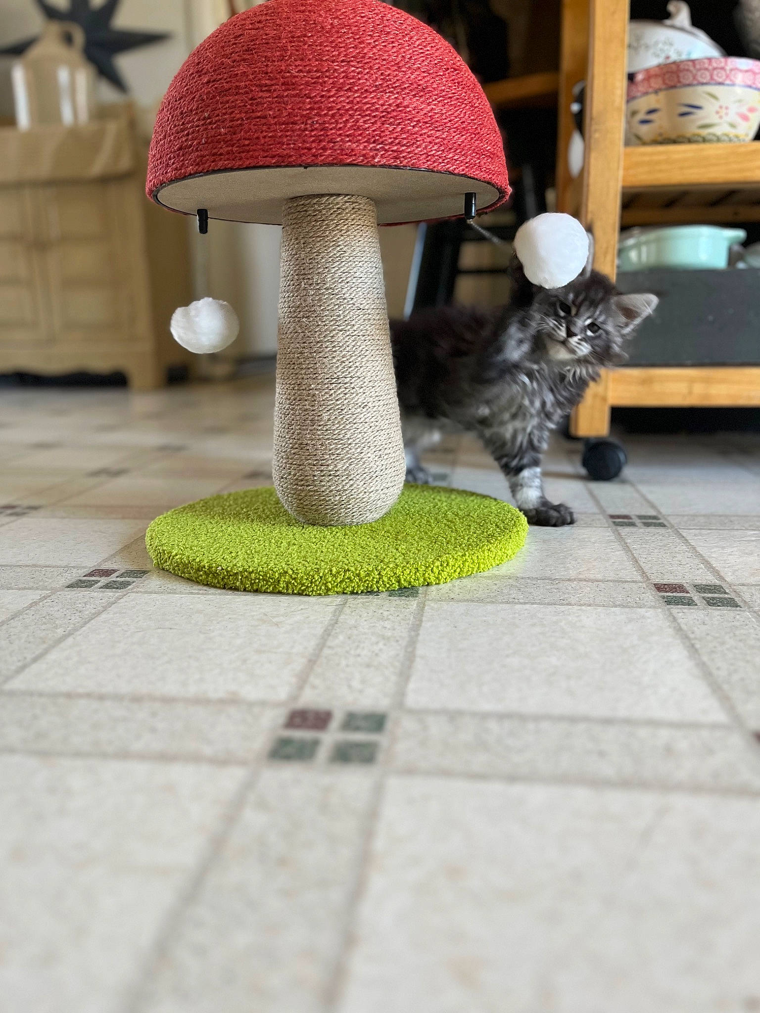 Loki joined the competition — help win amazing prizes! agaricaceae, art, cat, crochet, fawn, felidae, flooring, fur, grey, home_accessories, mushroom, pattern, shelf, small_to_medium_sized_cats, tail, toy, wood, wool, woolen, woven_fabric