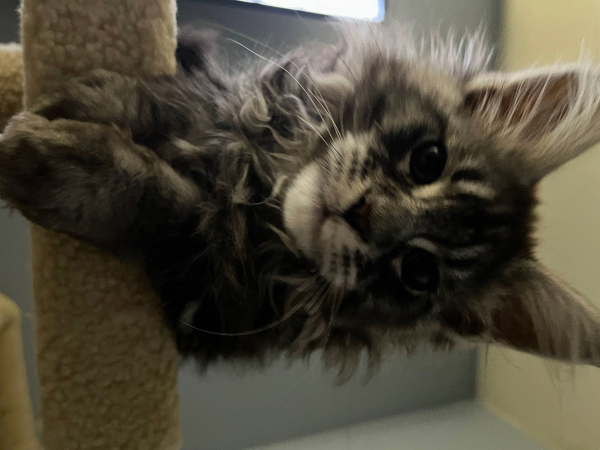 Loki joined the competition — help win amazing prizes! british_longhair, carnivore, cat, claw, comfort, domestic_short_haired_cat, felidae, fur, gesture, maine_coon, paw, small_to_medium_sized_cats, tail, whiskers