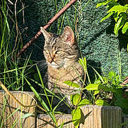 Isis participe au concours pour gagner de l'argent avec cette photo : cat, tabby_cat, grass, plants, wooden_fence, sunlight, garden, outdoor, greenery, nature, animal, pet, feline, leaf, rusty_metal, daylight, close_up, sitting, whiskers, eyes