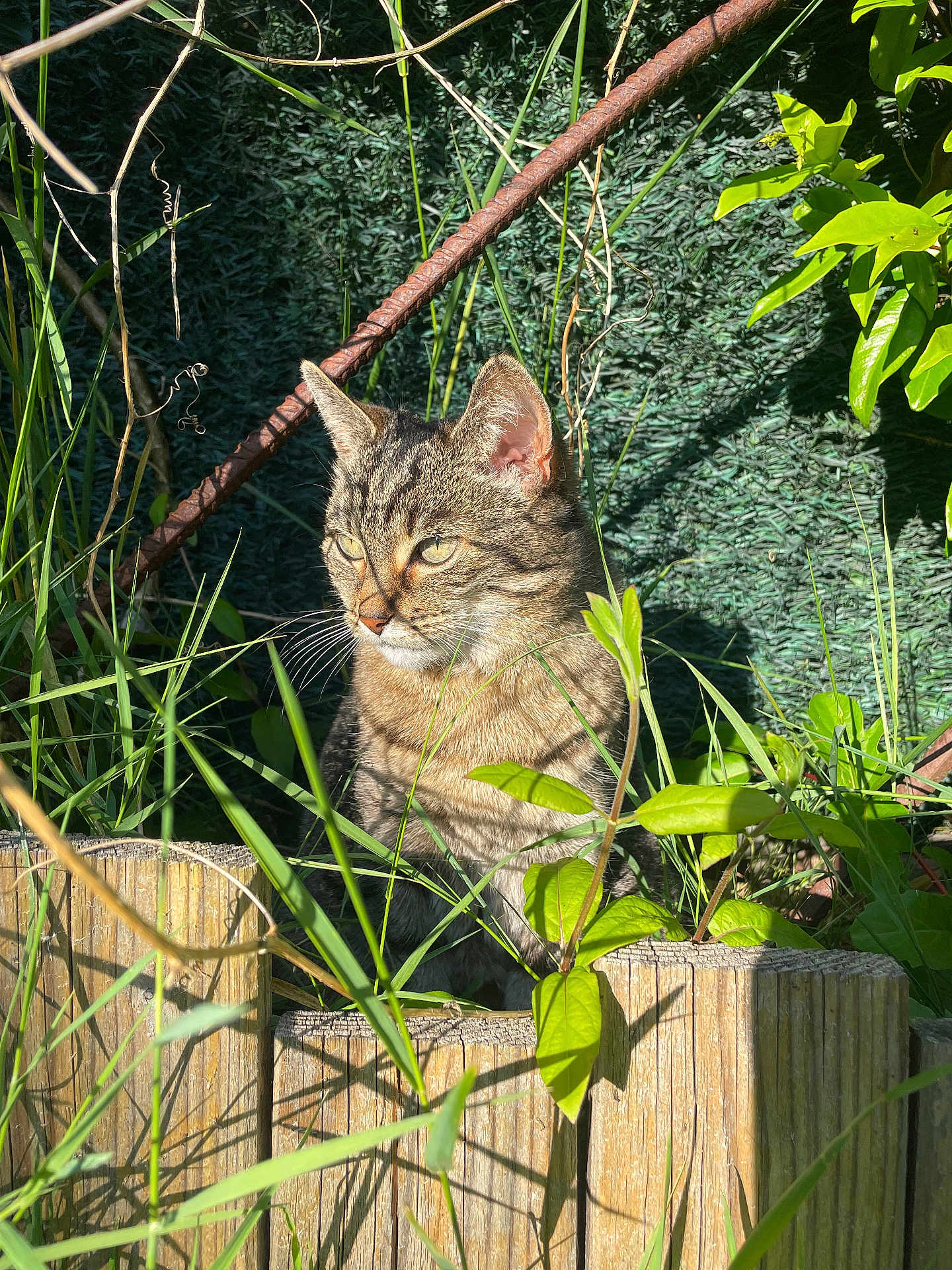 Isis participe au concours pour gagner de l'argent avec cette photo : cat, tabby_cat, grass, plants, wooden_fence, sunlight, garden, outdoor, greenery, nature, animal, pet, feline, leaf, rusty_metal, daylight, close_up, sitting, whiskers, eyes
