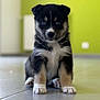 Soura a rejoint le concours — aidez-le/la à gagner de superbes lots ! puppy, dog, sitting, floor, tile, indoor, pet, cute, young, fur, black, white, brown, blue_eyes, portrait, animal, small, adorable, looking_at_camera, background_blur