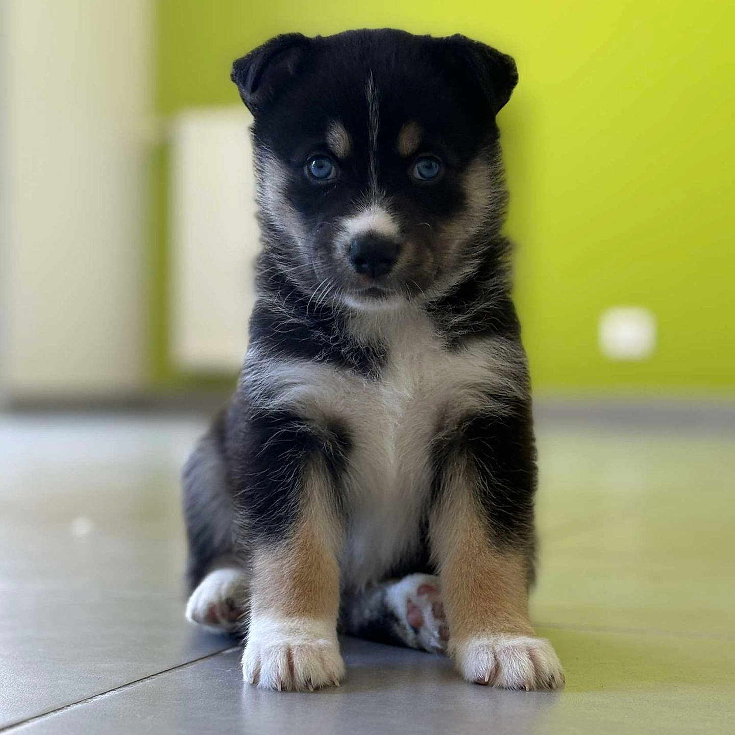 Soura a rejoint le concours — aidez-le/la à gagner de superbes lots ! adorable, animal, background_blur, black, blue_eyes, brown, cute, dog, floor, fur, indoor, looking_at_camera, pet, portrait, puppy, sitting, small, tile, white, young