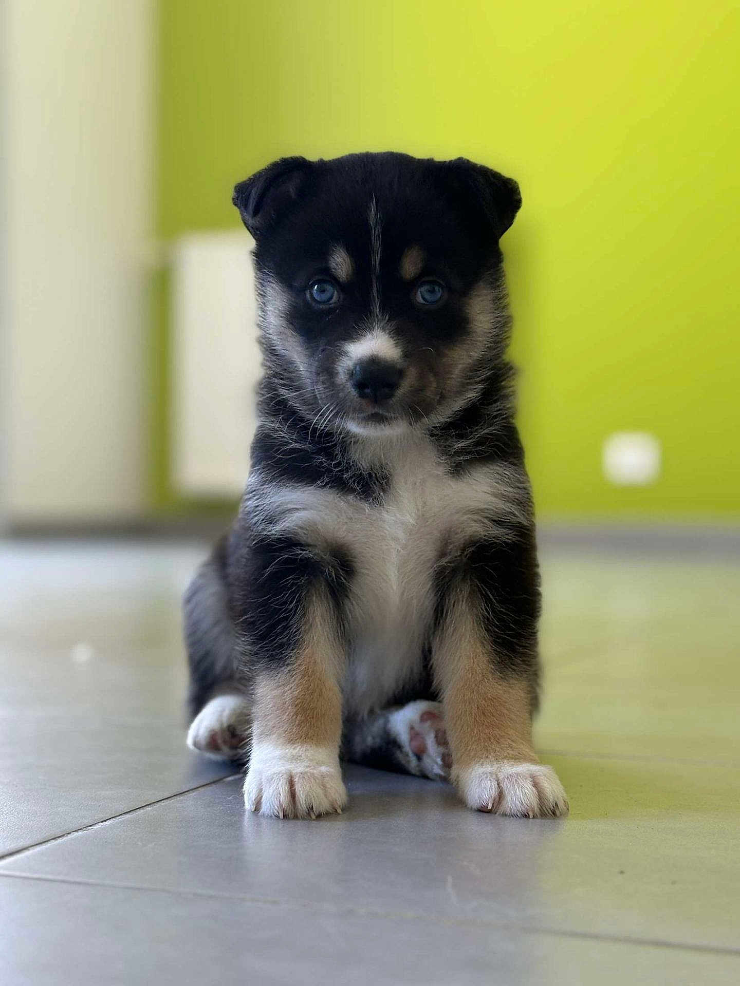 Soura a rejoint le concours — aidez-le/la à gagner de superbes lots ! puppy, dog, sitting, floor, tile, indoor, pet, cute, young, fur, black, white, brown, blue_eyes, portrait, animal, small, adorable, looking_at_camera, background_blur