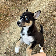 Soura a rejoint le concours — aidez-le/la à gagner de superbes lots ! animal, black_fur, blue_eyes, close_up, curious, cute, dirt_path, dog, ears_up, grass, nature, outdoor, person_leg, pet, playful, puppy, standing, tan_fur, white_fur, young_dog