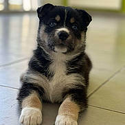Soura participe au concours pour gagner de l'argent avec cette photo : puppy, dog, animal, pet, cute, fur, paws, lying_down, indoor, tile_floor, black, white, brown, young, closeup, adorable, portrait, small, fluffy, looking_at_camera