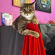 Sweety a rejoint le concours — aidez-le/la à gagner de superbes lots ! cat, tabby, feline, red_fabric, painting, elephant_art, tiger_art, purple_wall, indoor, pet, animal, relaxed, portrait, decor, colorful, fur, whiskers, claw, resting, cozy