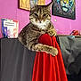 cat, tabby, feline, red_fabric, painting, elephant_art, tiger_art, purple_wall, indoor, pet, animal, relaxed, portrait, decor, colorful, fur, whiskers, claw, resting, cozy