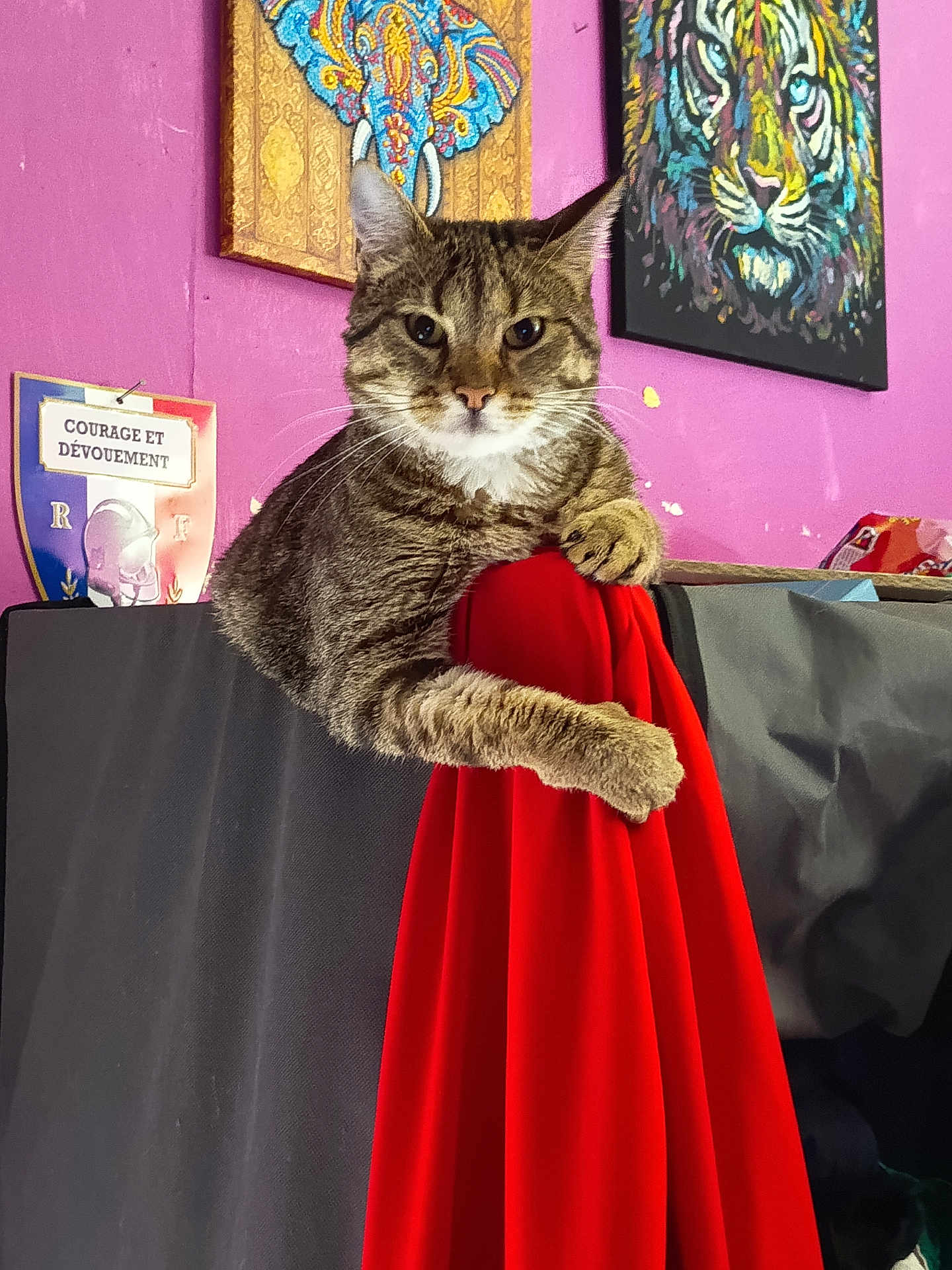 Sweety a rejoint le concours — aidez-le/la à gagner de superbes lots ! cat, tabby, feline, red_fabric, painting, elephant_art, tiger_art, purple_wall, indoor, pet, animal, relaxed, portrait, decor, colorful, fur, whiskers, claw, resting, cozy