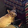 Trixie Day joined the competition — help win amazing prizes! animal, blanket, brown_fur, chihuahua, christmas, couch, cozy, dog, ears, holiday_decorations, home, indoors, living_room, looking_at_camera, lying_down, pet, portrait, short_hair, small_dog, striped_fabric