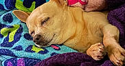 Trixie Day is registered to the contest to win money with this photo: dog, chihuahua, sleeping, pet, tan_fur, small_dog, closed_eyes, pointed_ears, lying_down, cozy, blanket, purple_blanket, colorful_blanket, bed, indoor, relaxed, cute, animal, portrait, nap