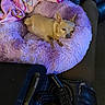 Trixie Day is registered to the contest to win money with this photo: animal, chihuahua, closed_eyes, couch, cozy, cute, dog, ears, fluffy_bed, game_controller, home, indoor, lavender, pet, pink_blanket, relaxing, remote_control, resting, sleeping, small_dog
