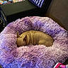 animal, blankets, couch, cozy, curled_up, cute, dog, donut_bed, fluffy_bed, home, indoors, pet, portrait, purple, relaxed, resting, sleeping, small_dog, soft_texture, tan_fur