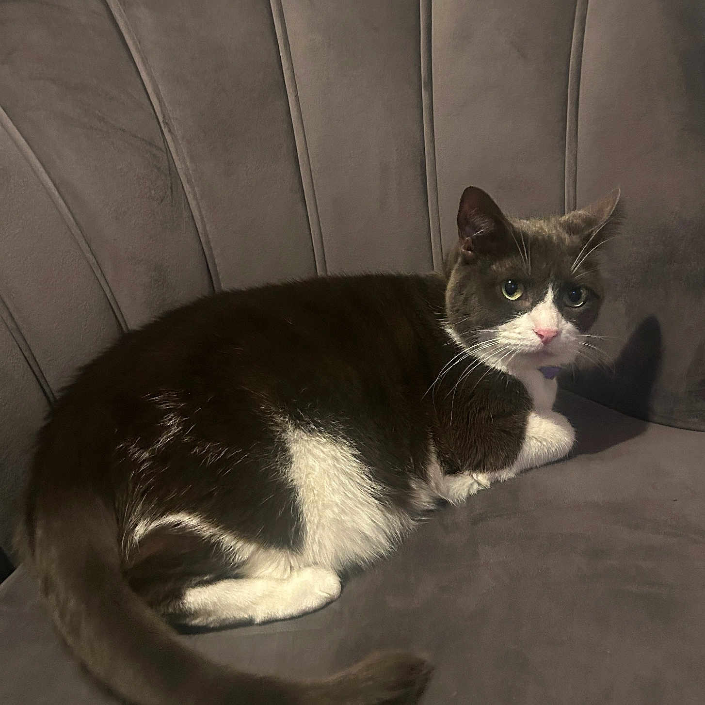 Snowie is registered to the contest to win money with this photo: animal, cat, chair, comfort, cozy, curious, cute, feline, fur, grey, home, indoor, looking, mammal, pet, relaxed, tail, tuxedo_cat, velvet, whiskers