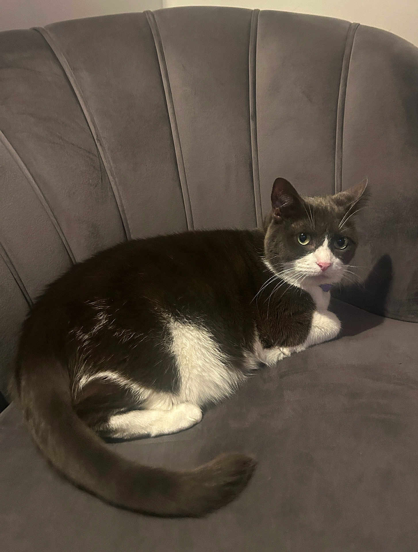 Snowie is registered to the contest to win money with this photo: cat, tuxedo_cat, pet, feline, indoor, chair, velvet, grey, fur, whiskers, tail, relaxed, animal, cute, looking, comfort, home, cozy, mammal, curious