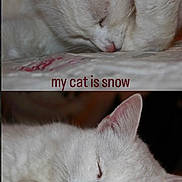 Snow participe au concours pour gagner de l'argent avec cette photo : cat, cats, white_cat, sleeping, sleepy, nap, cute, fluffy, fur, animal, pet, indoors, blanket, bed, resting, closed_eyes, pink_nose, paw, portrait, text_overlay